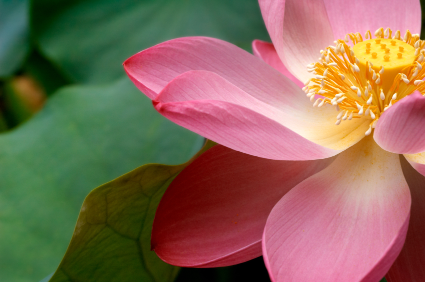 iStock-lotus-flower.jpg